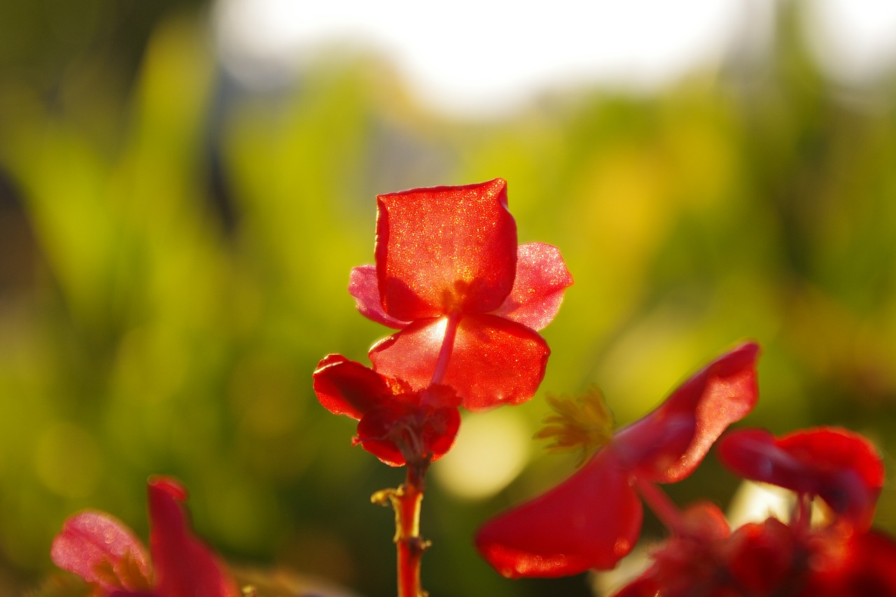 flower plant red flowers free photo