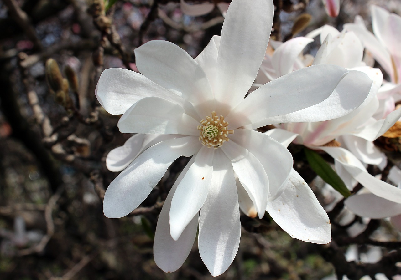 flower white cold free photo