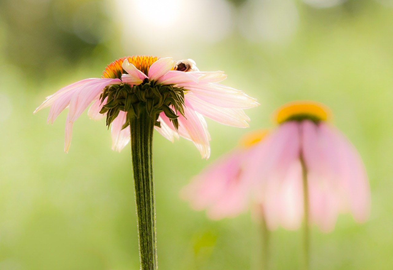 flower meadow summer free photo