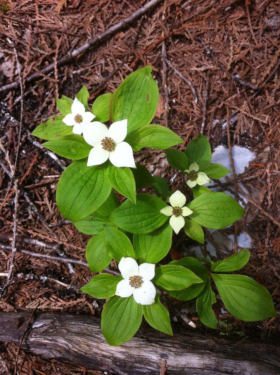 flower forest floor flora free photo