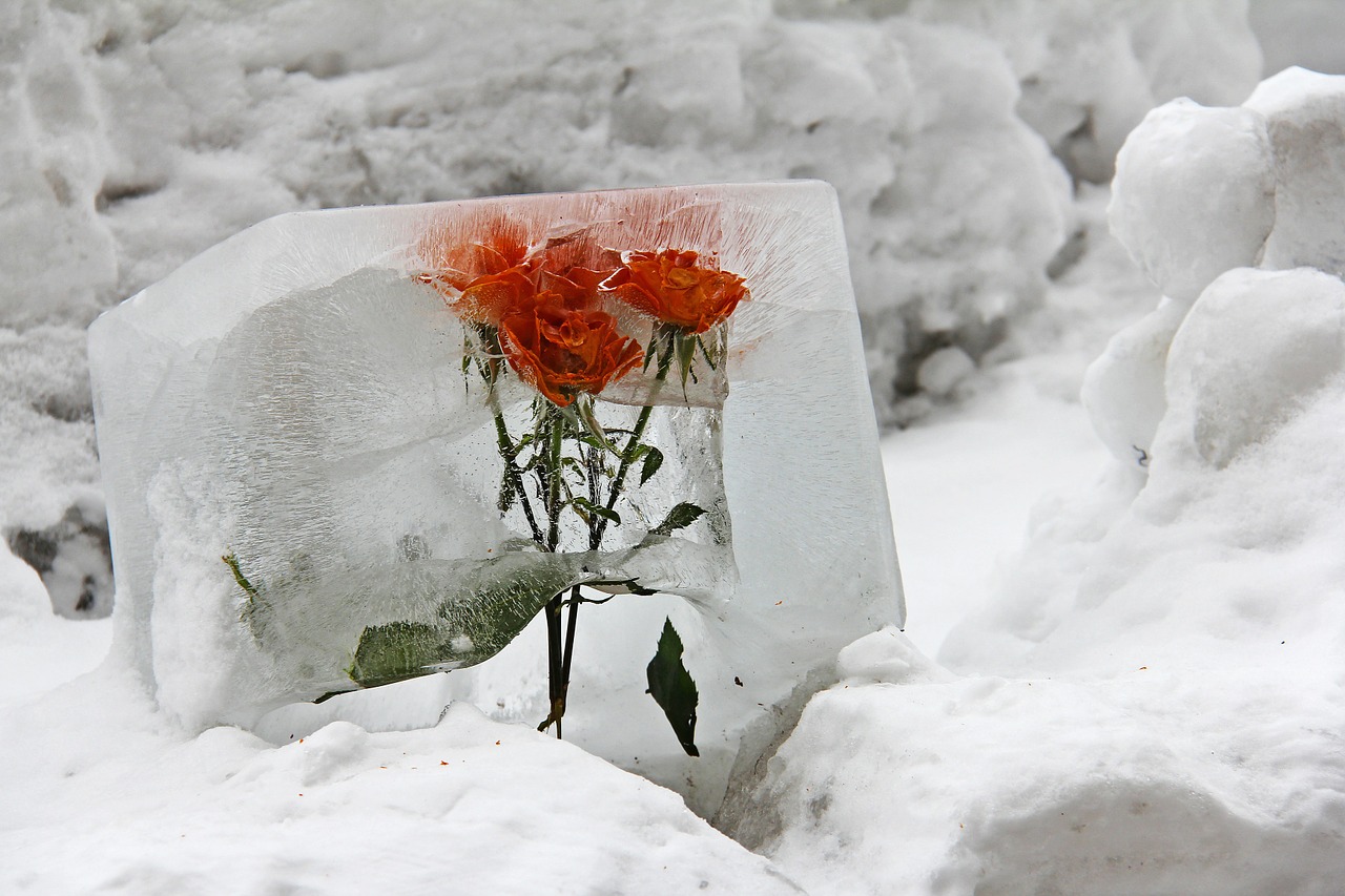 flower ice deco free photo