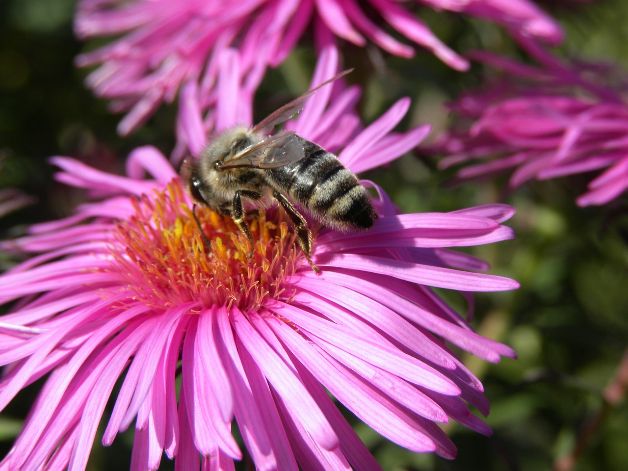 flower bee purple free photo