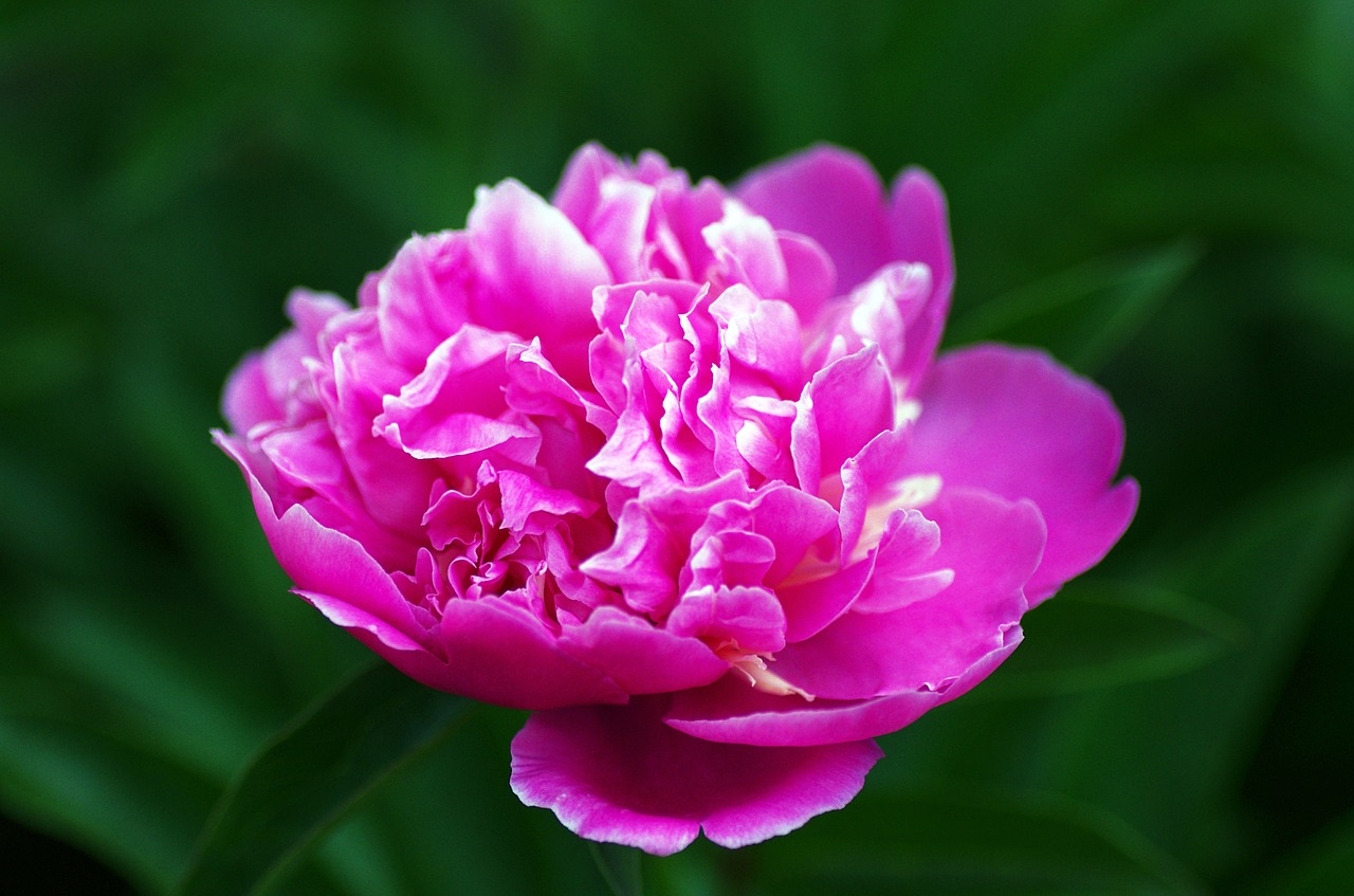 flower peony pink free photo