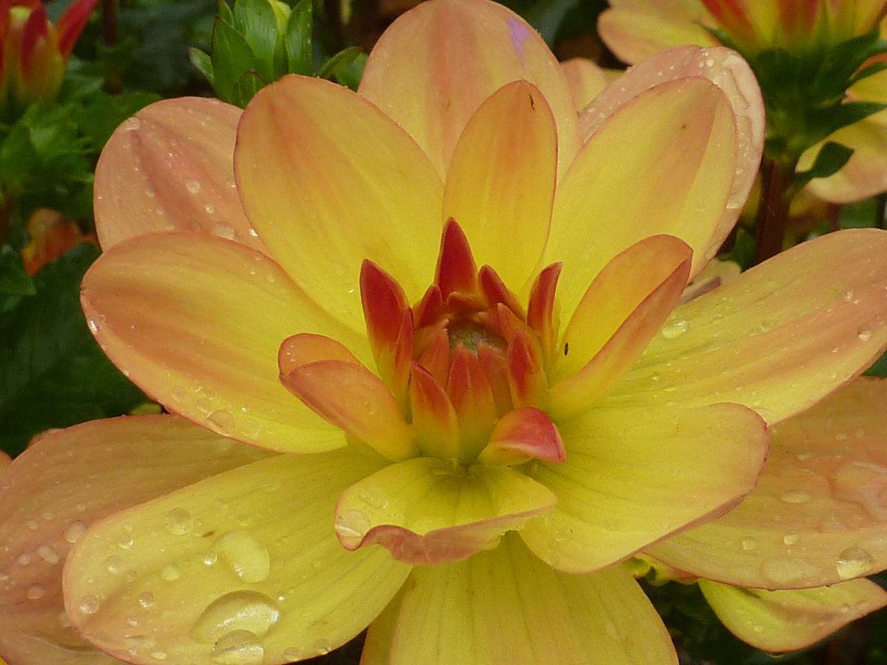 flower dahlia yellow free photo