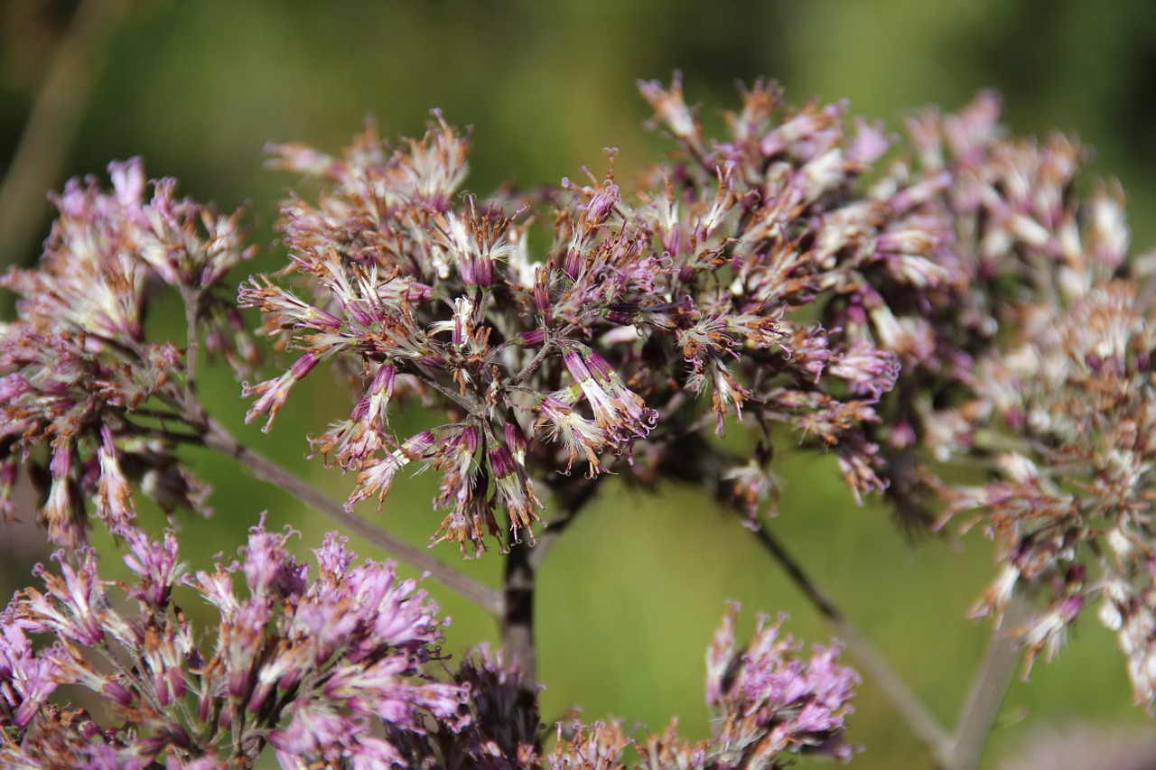 flower hiking mountain free photo