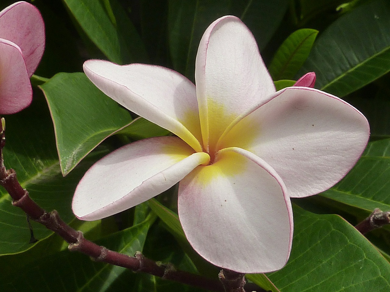 flower white frangipani free photo