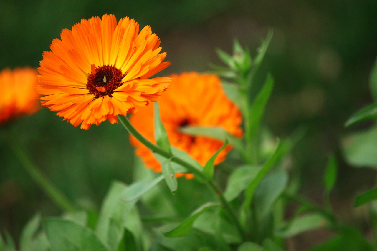 flower orange flowers free photo