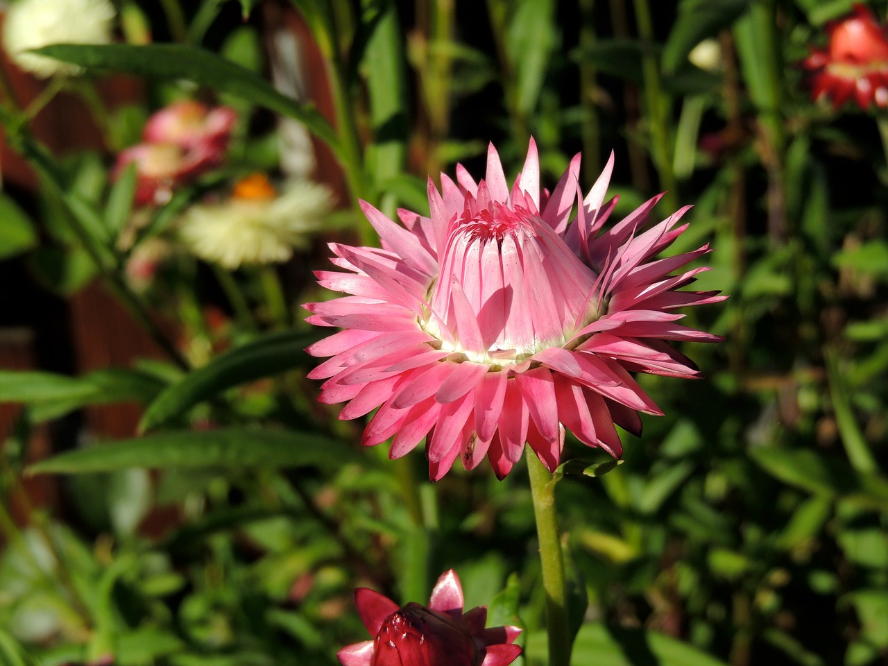 flower blossom bloom free photo