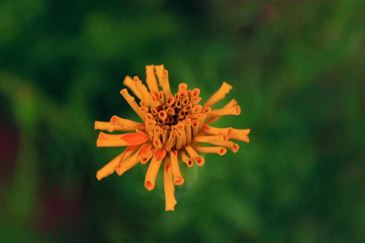 flower baby season free photo