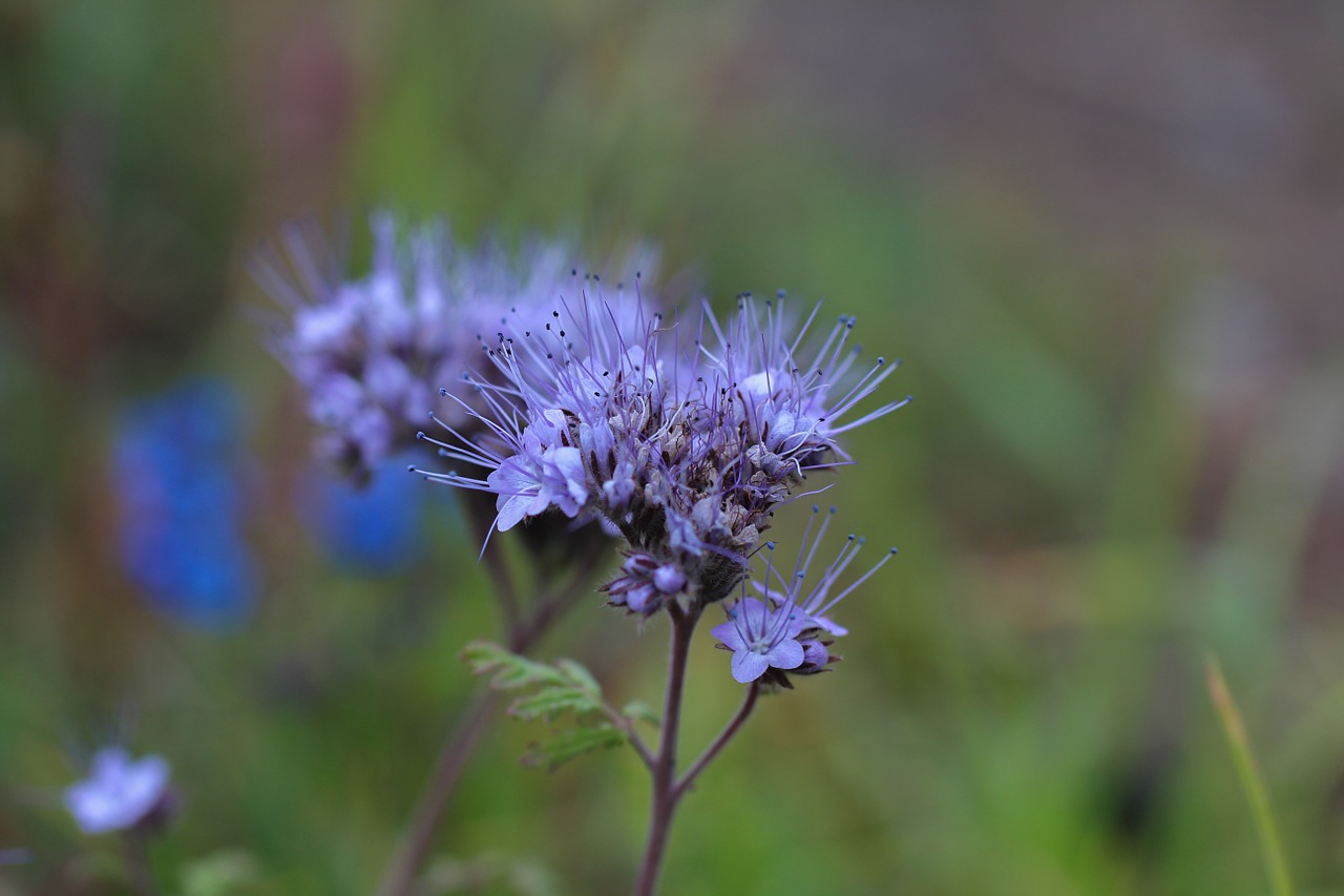 flower purple nature free photo