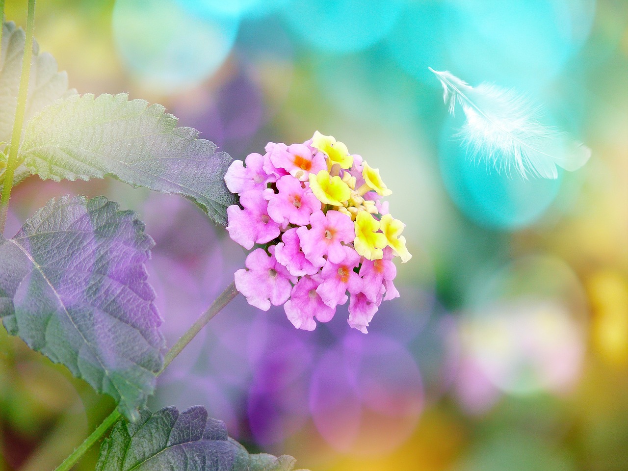 flower blossom bloom free photo