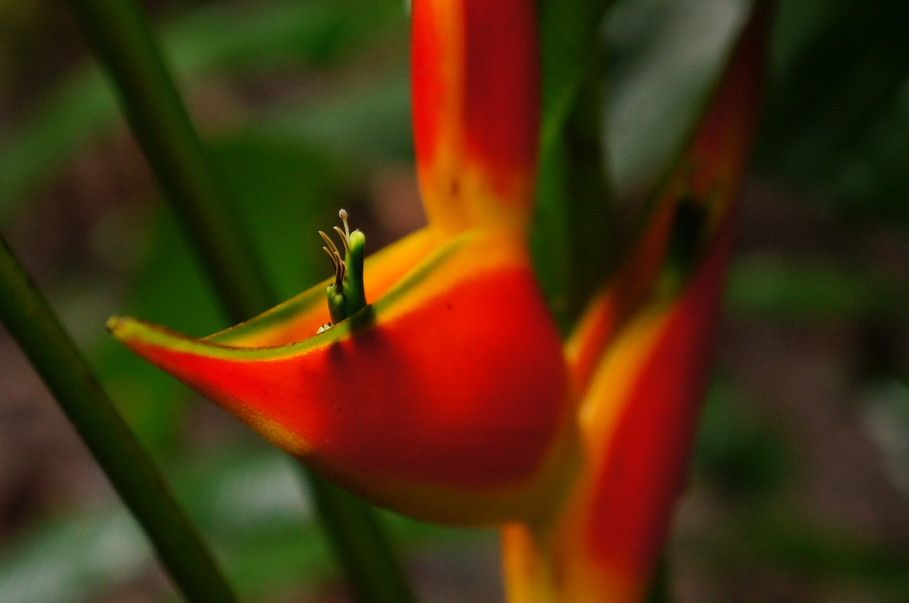 flower plant greens free photo