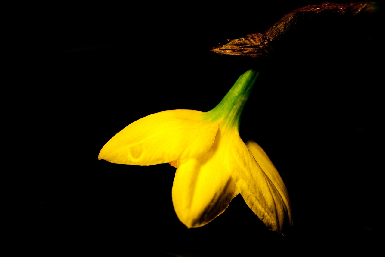 flower yellow daffodil free photo