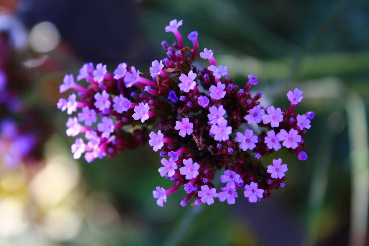 flower purple plant free photo