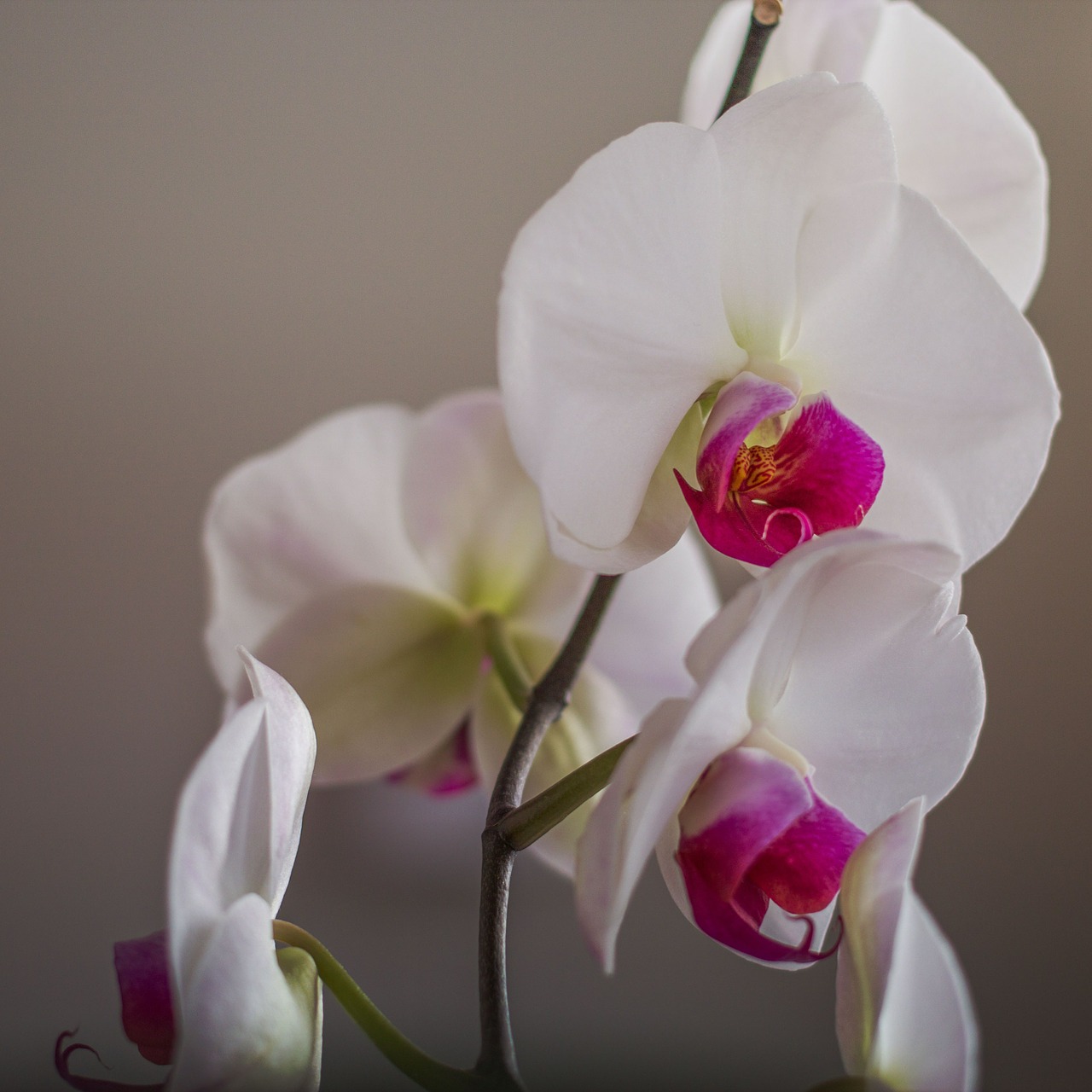 flower flowers orchid free photo