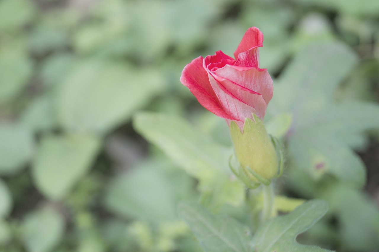 flower japanese macro free photo