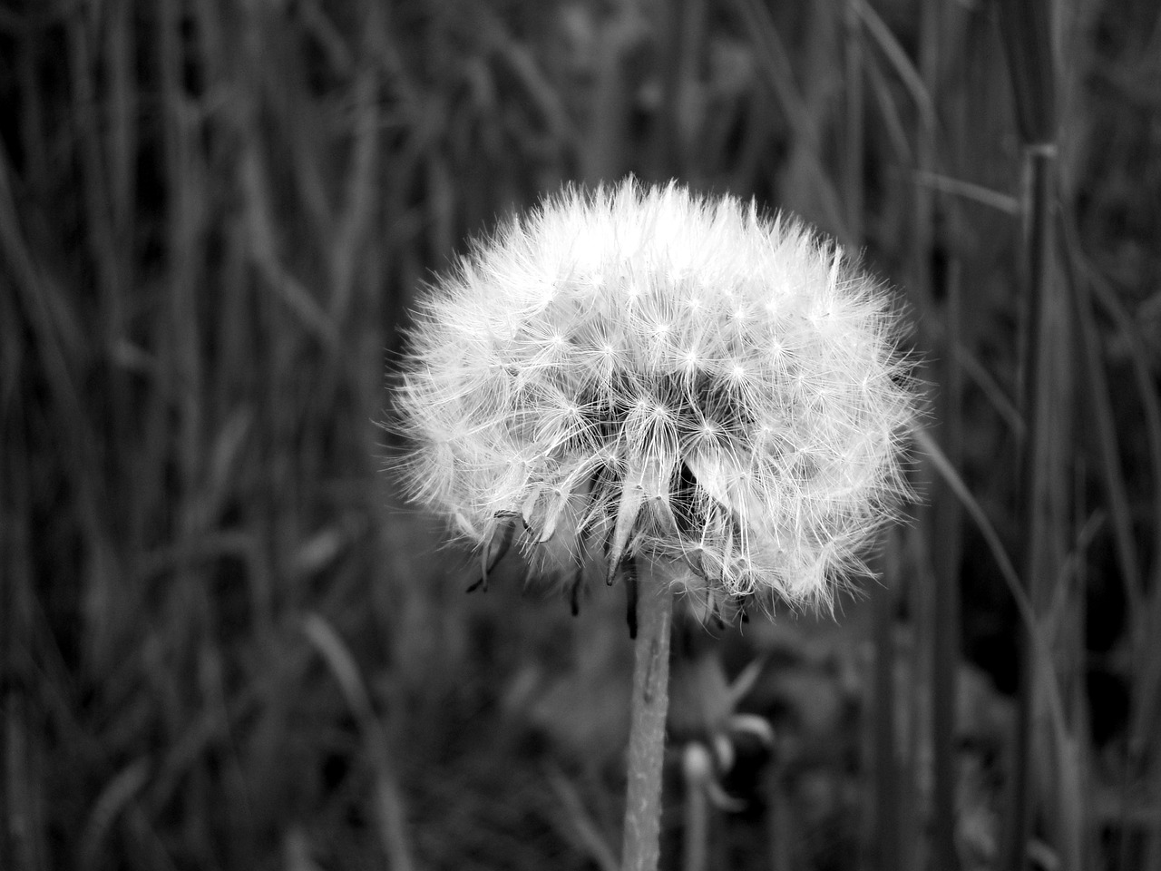 flower dandelion faded dandelion free photo