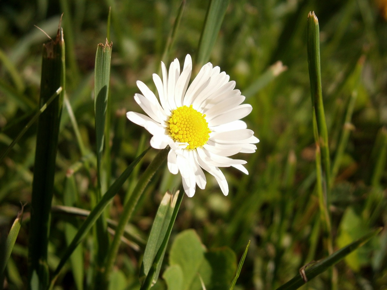 flower nature flowering free photo