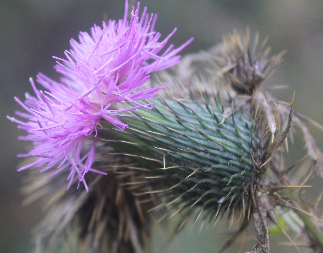 flower floral thorn free photo