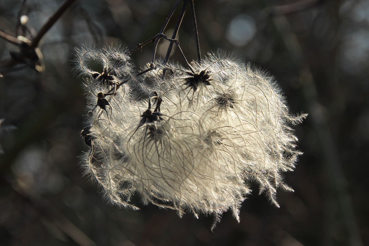 blossom bloom fluff free photo