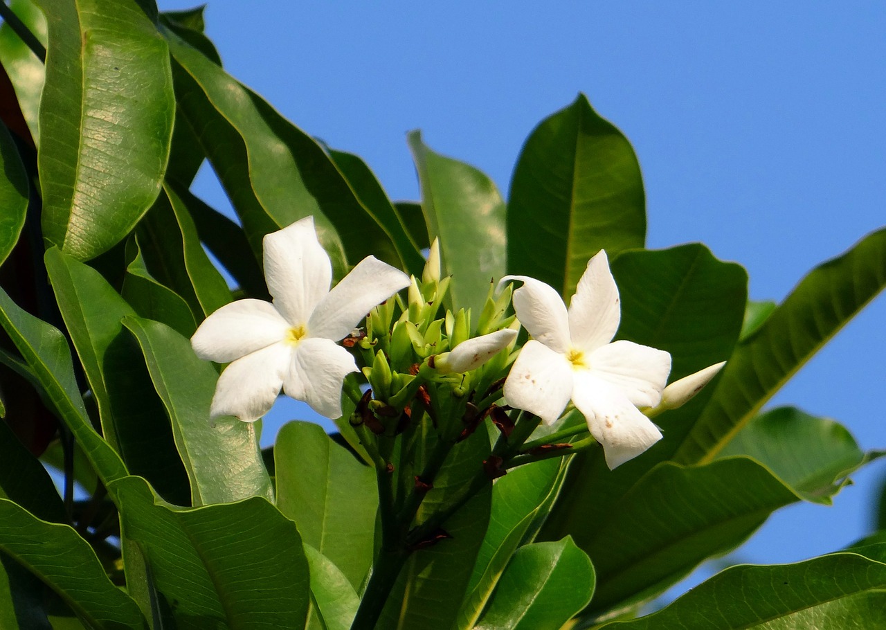 flower white sea mango free photo