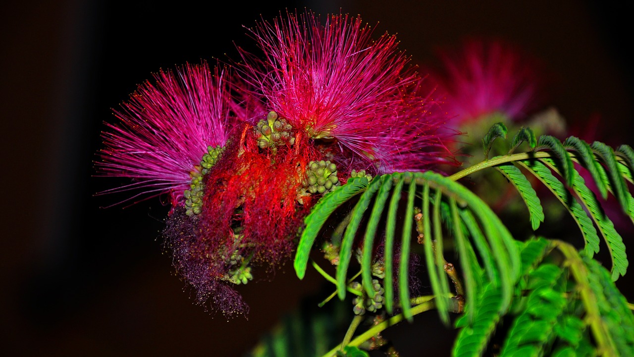 flower summer purple free photo