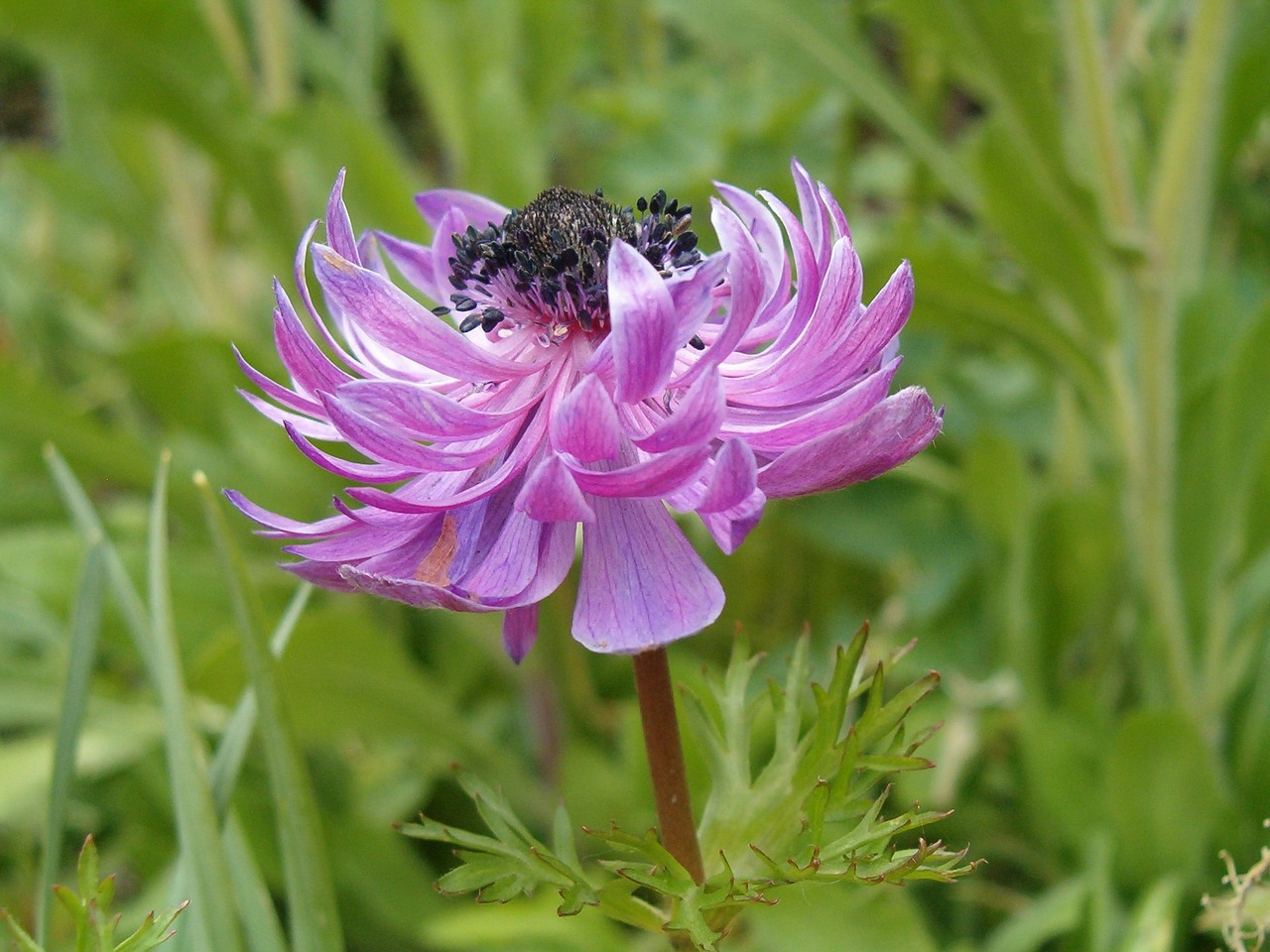 flower nature pink free photo