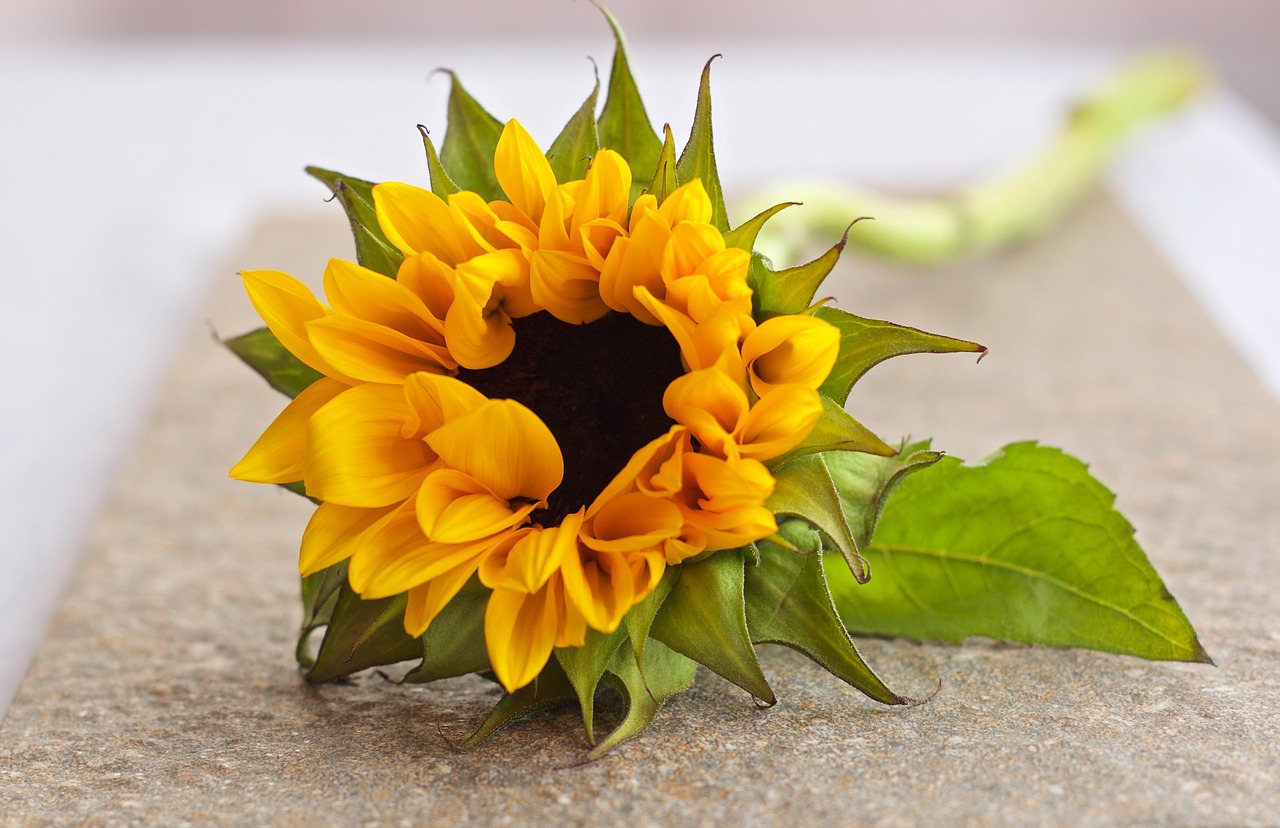 flower blossom sunflower free photo