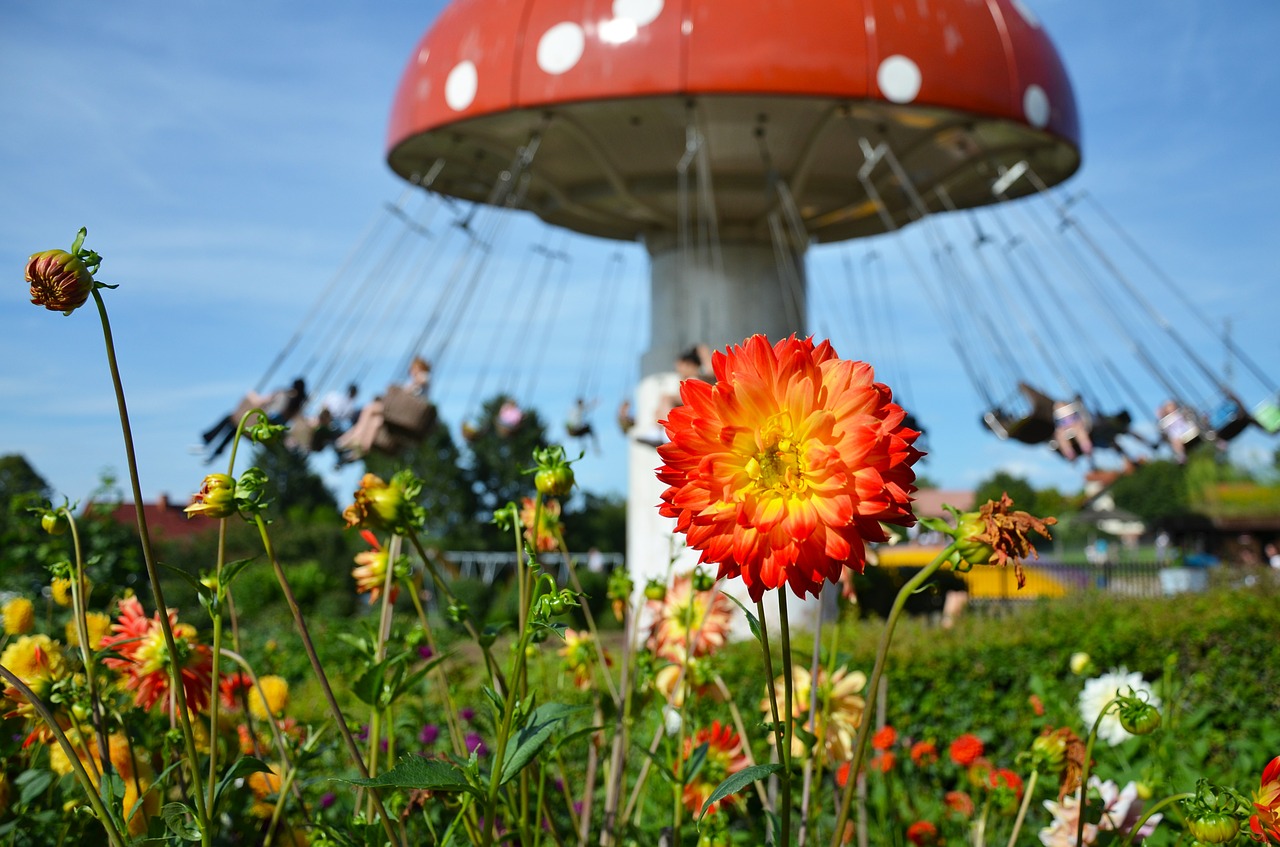 flower dahlia blossom free photo