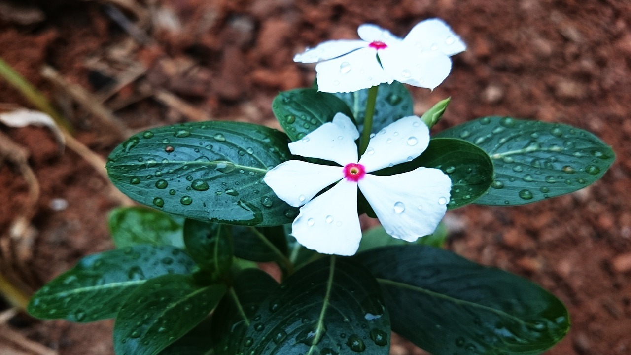 flower plant white free photo