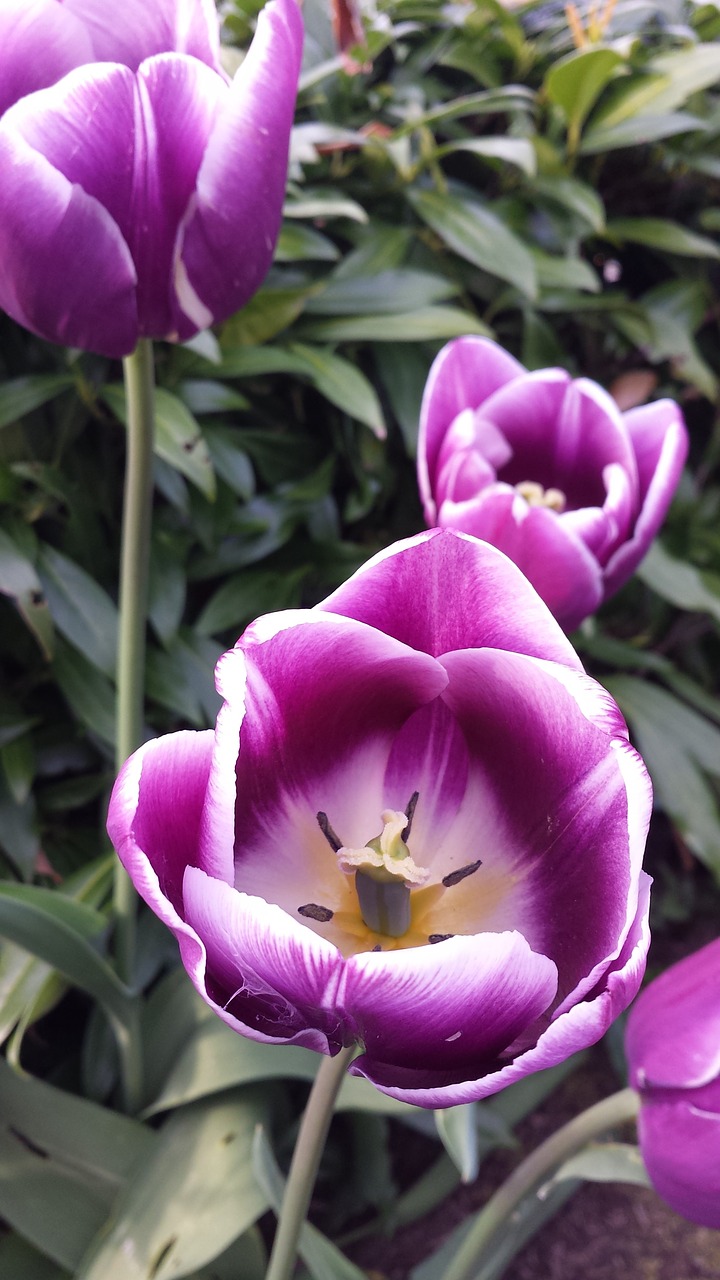 flower tulip spring free photo