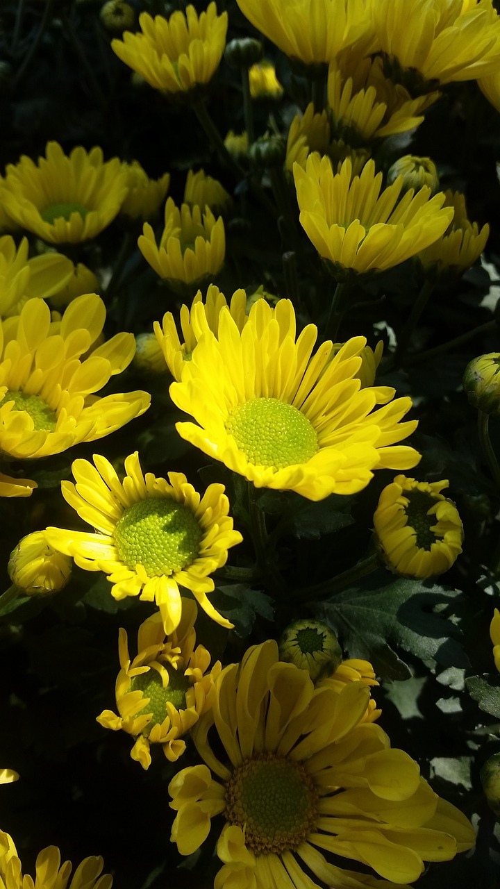 flower garden yellow free photo