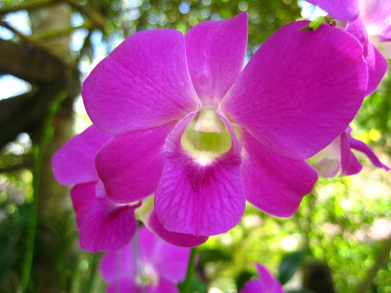 flower purple nature free photo