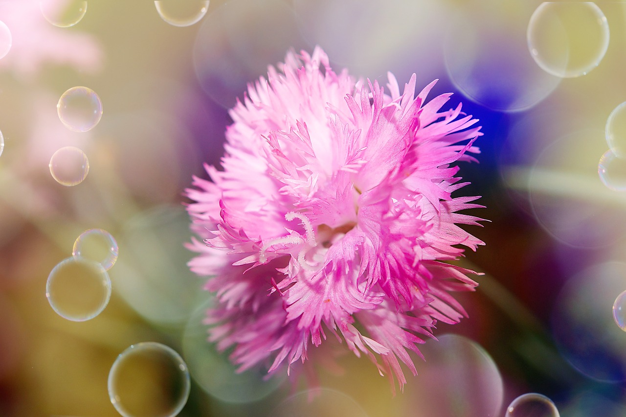 flower carnation blossom free photo