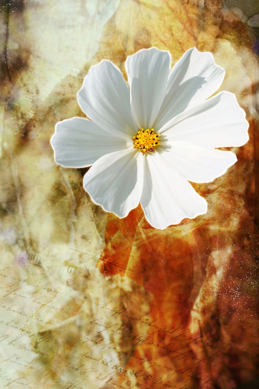 flower wild flower white free photo