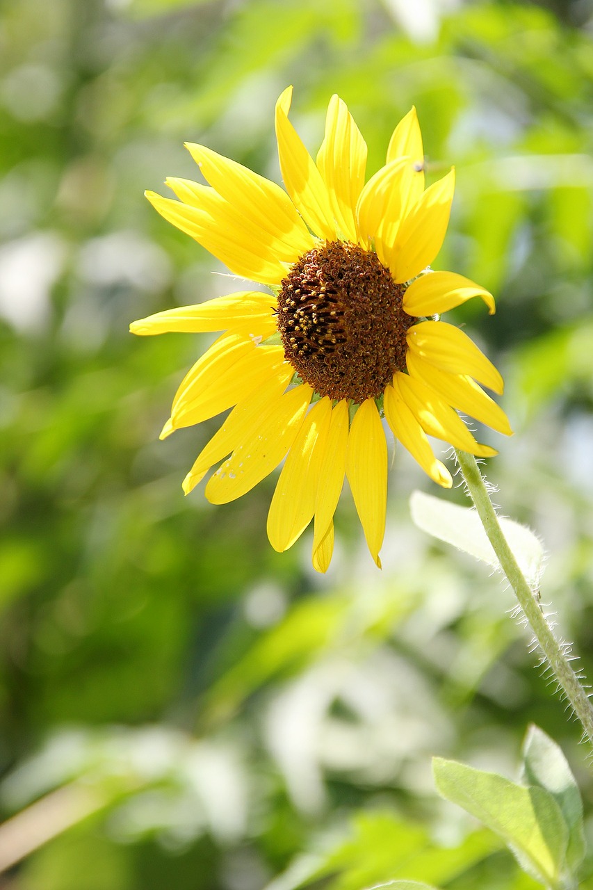 flower yellow floral free photo