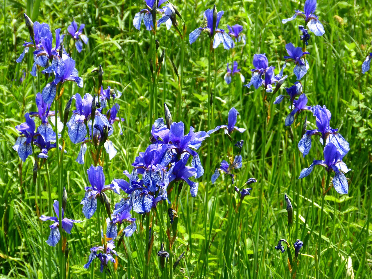 flower iris blue free photo