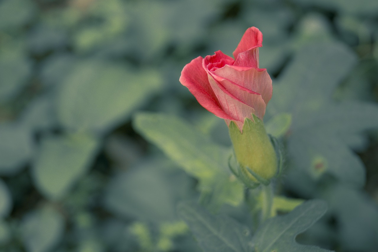 flower macro japanese free photo