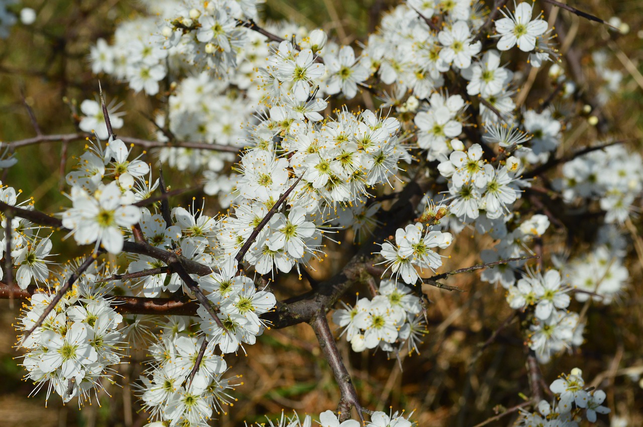 flower cherry spring free photo