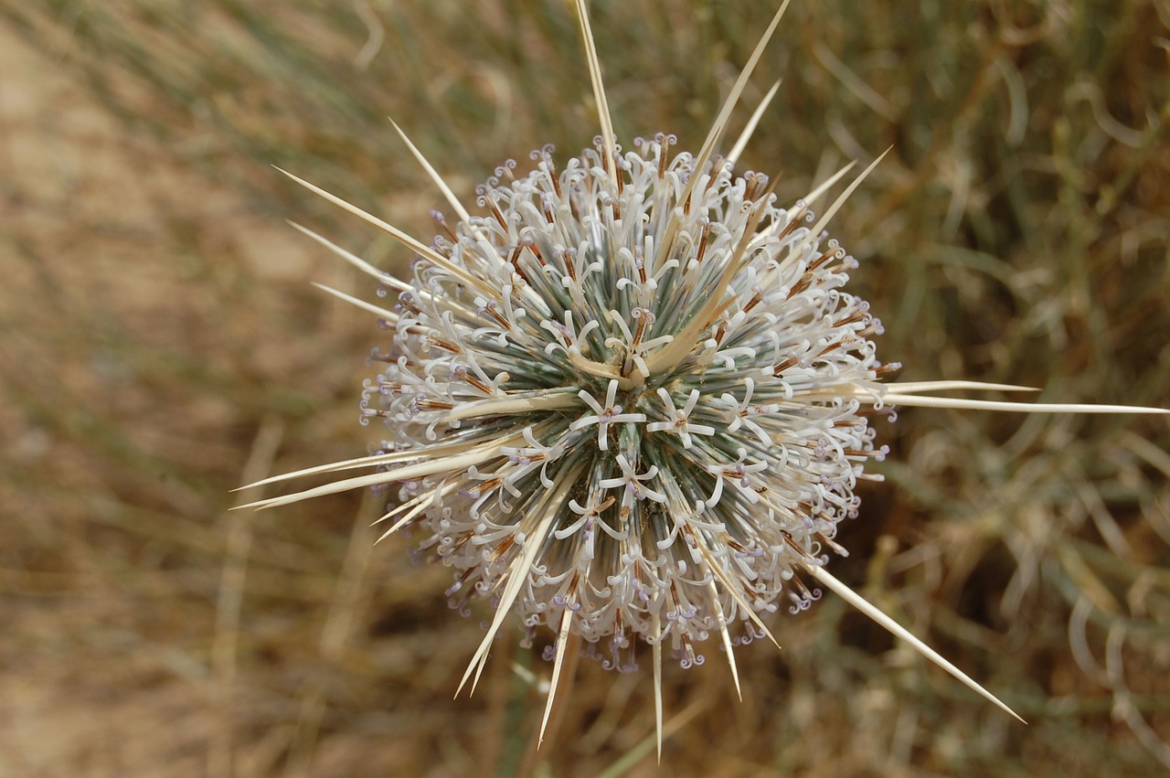 flower israel desert free photo