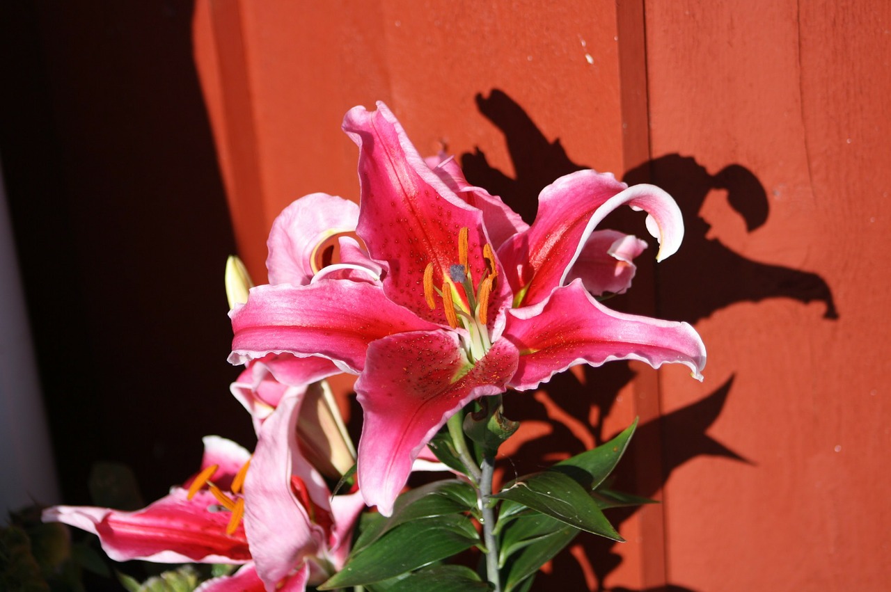 flower pink flora free photo