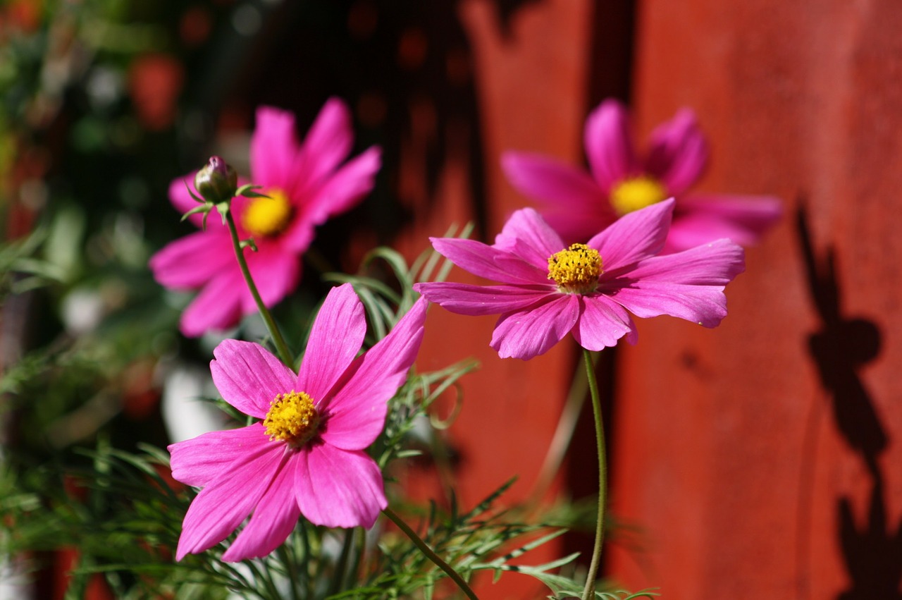 flower pink flora free photo