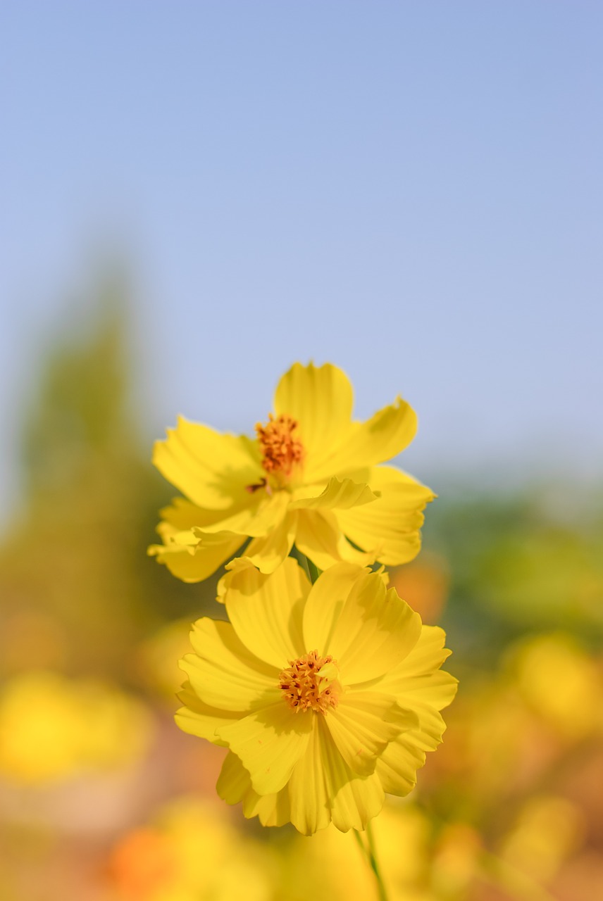 flower cosmos beautiful free photo