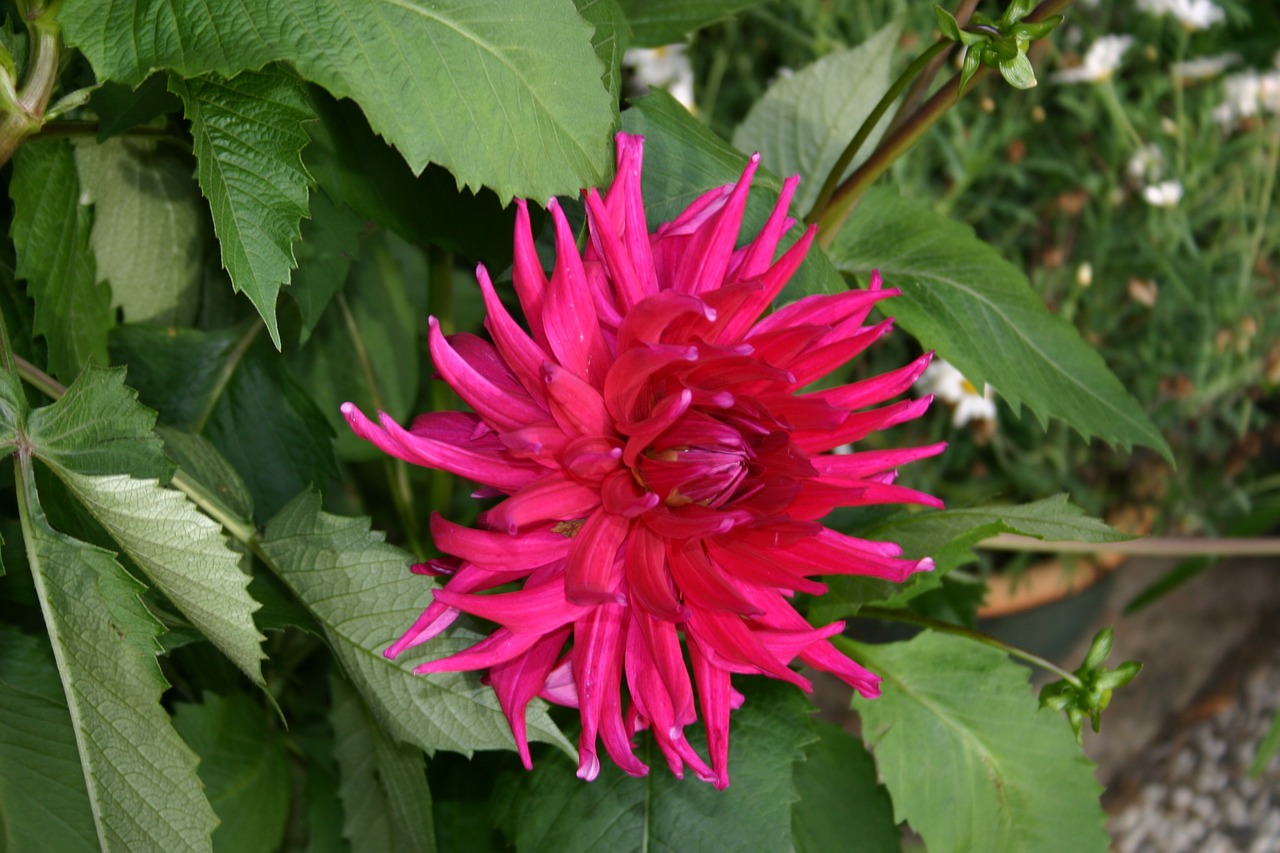 flower red pink free photo