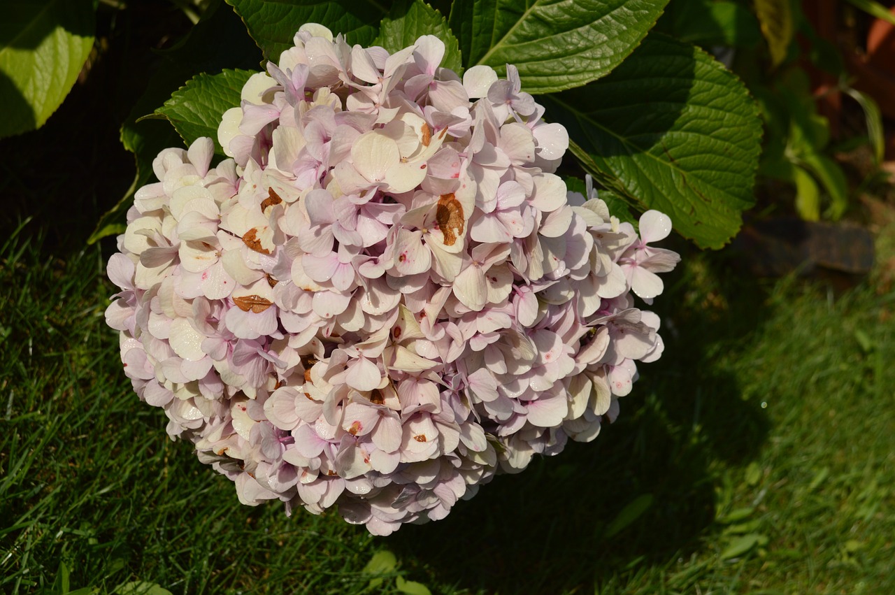 flower pink hydrangea free photo