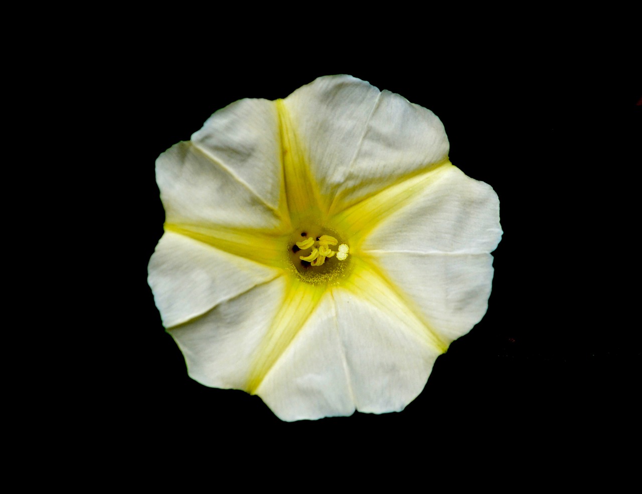 flower yellow white free photo