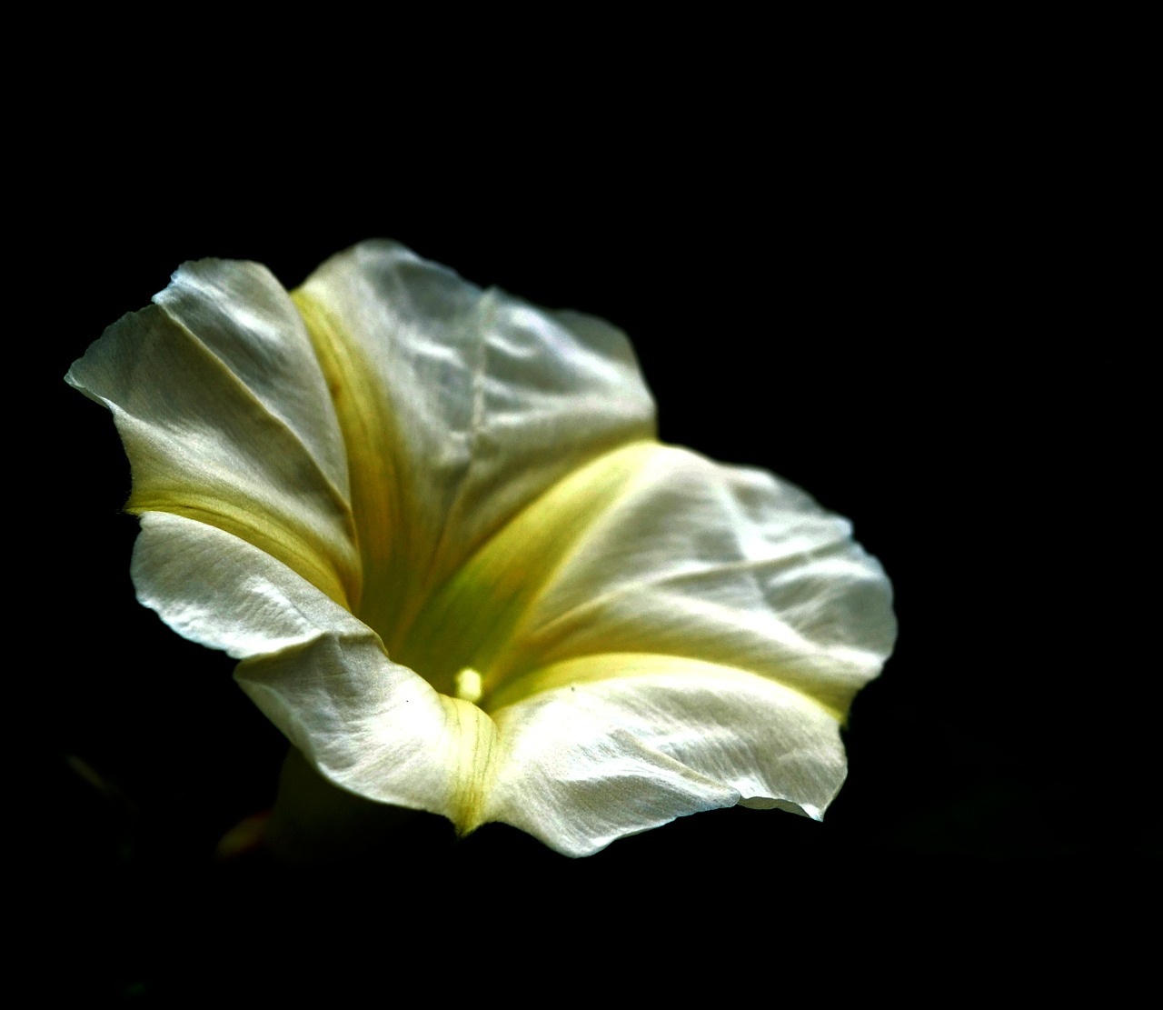 flower yellow white free photo