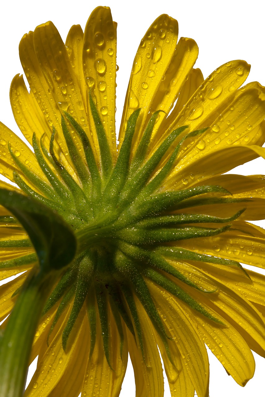 blossom bloom macro free photo