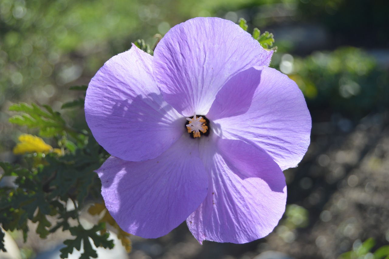 flower purple floral free photo