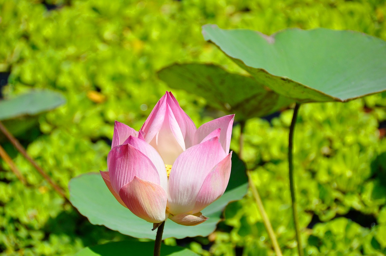 flower lotus flower aquatic plant free photo